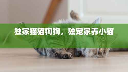 独家猫猫狗狗，独宠家养小猫 