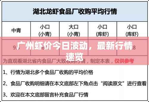 广州虾价今日波动，最新行情速览